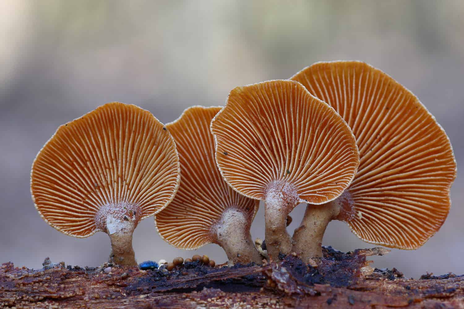 wild fungi on the dead wood 