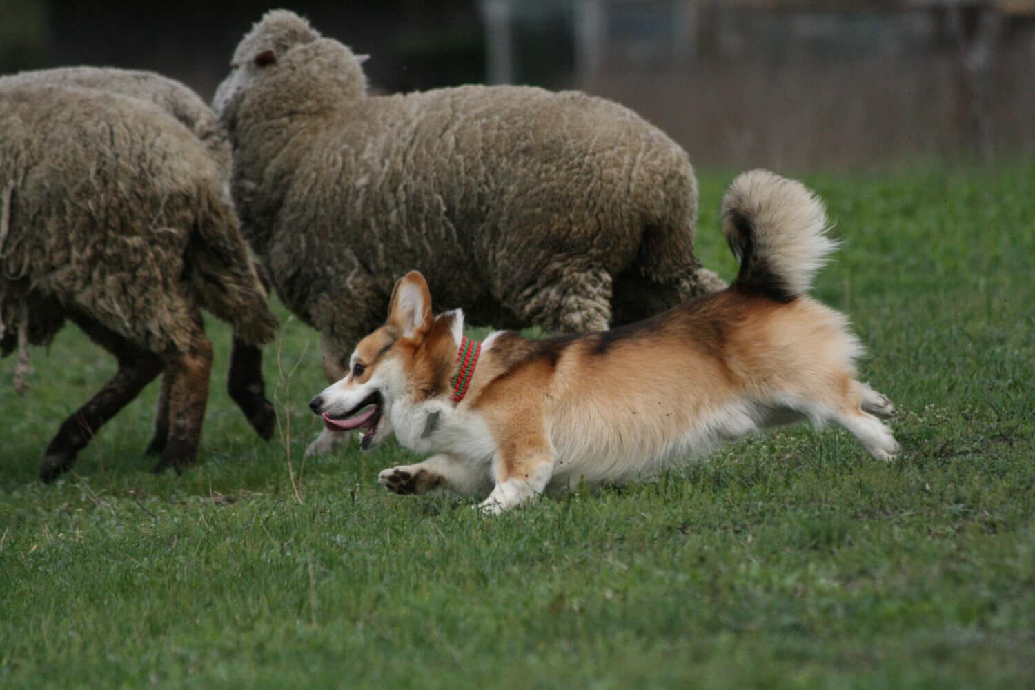 Corgi pebroke herding the sheep on the grass