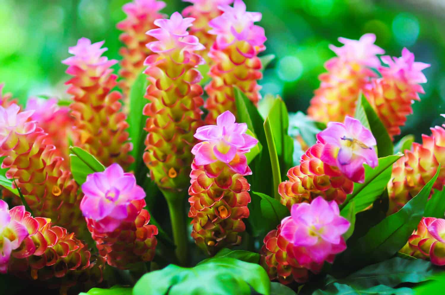 Curcuma petiolata known as jewel of Thailand, Siam tulip, pastel hidden ginger, hidden lily or queen lily, is a plant of the Zingiberaceae or ginger family. It is native  to Thailand and Malaysia