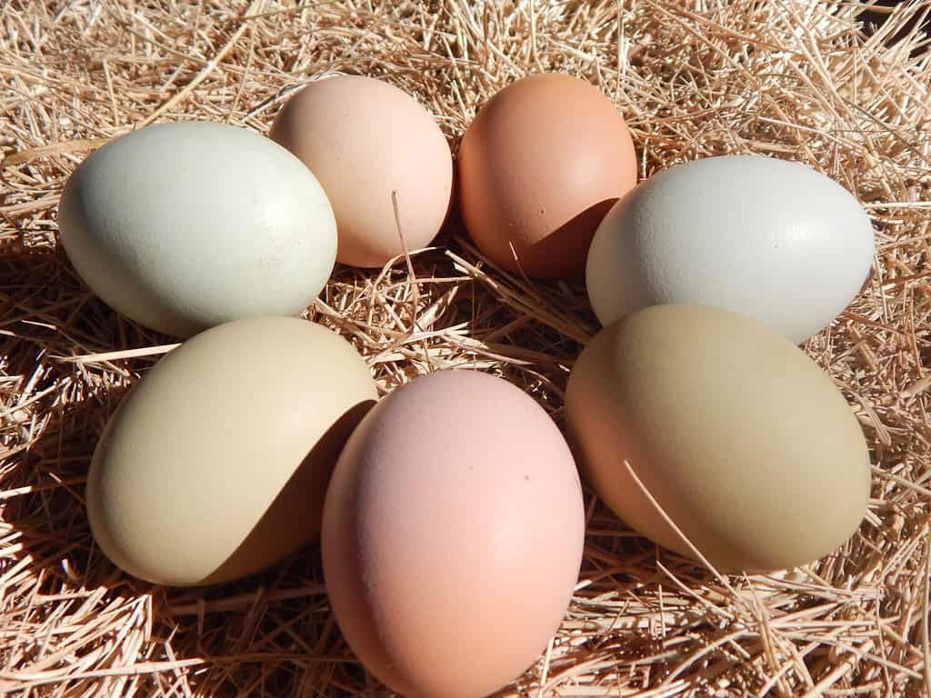 Closeup of Multiple Colored Eggs