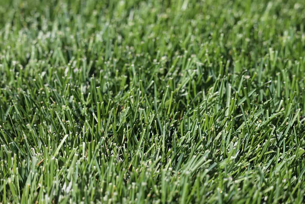 Kentucky Bluegrass Blades Green Lawn