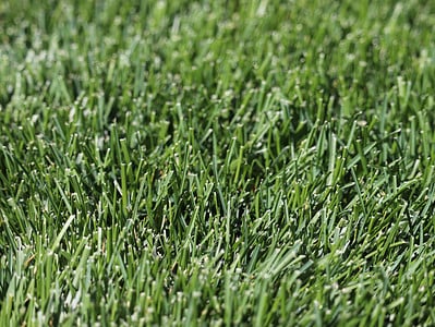 A 9 Reasons You Should Absolutely Aerate Your Lawn