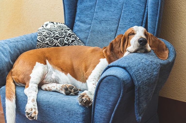 Sleeping Basset Hound white and brown on sofa