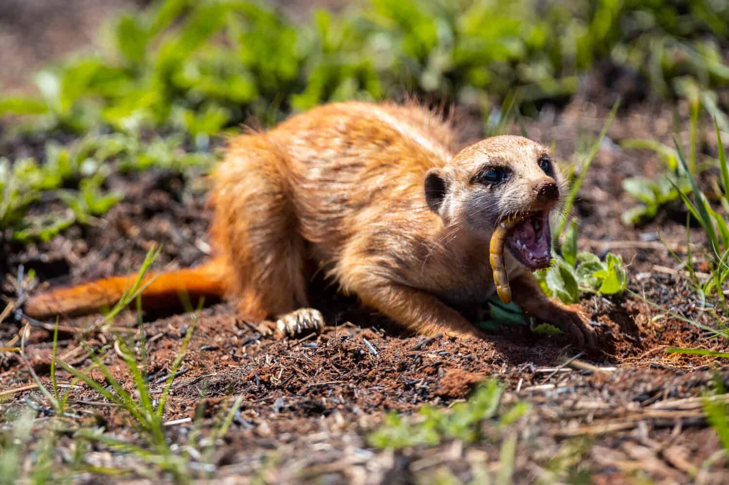 Meerkat digging in the soil to hunt worms for eating in the sunlight