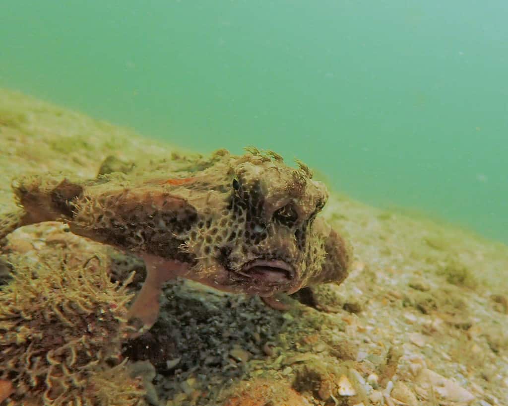 See the Super Rare Handfish That Has Only Been Spotted 2 Times Before ...