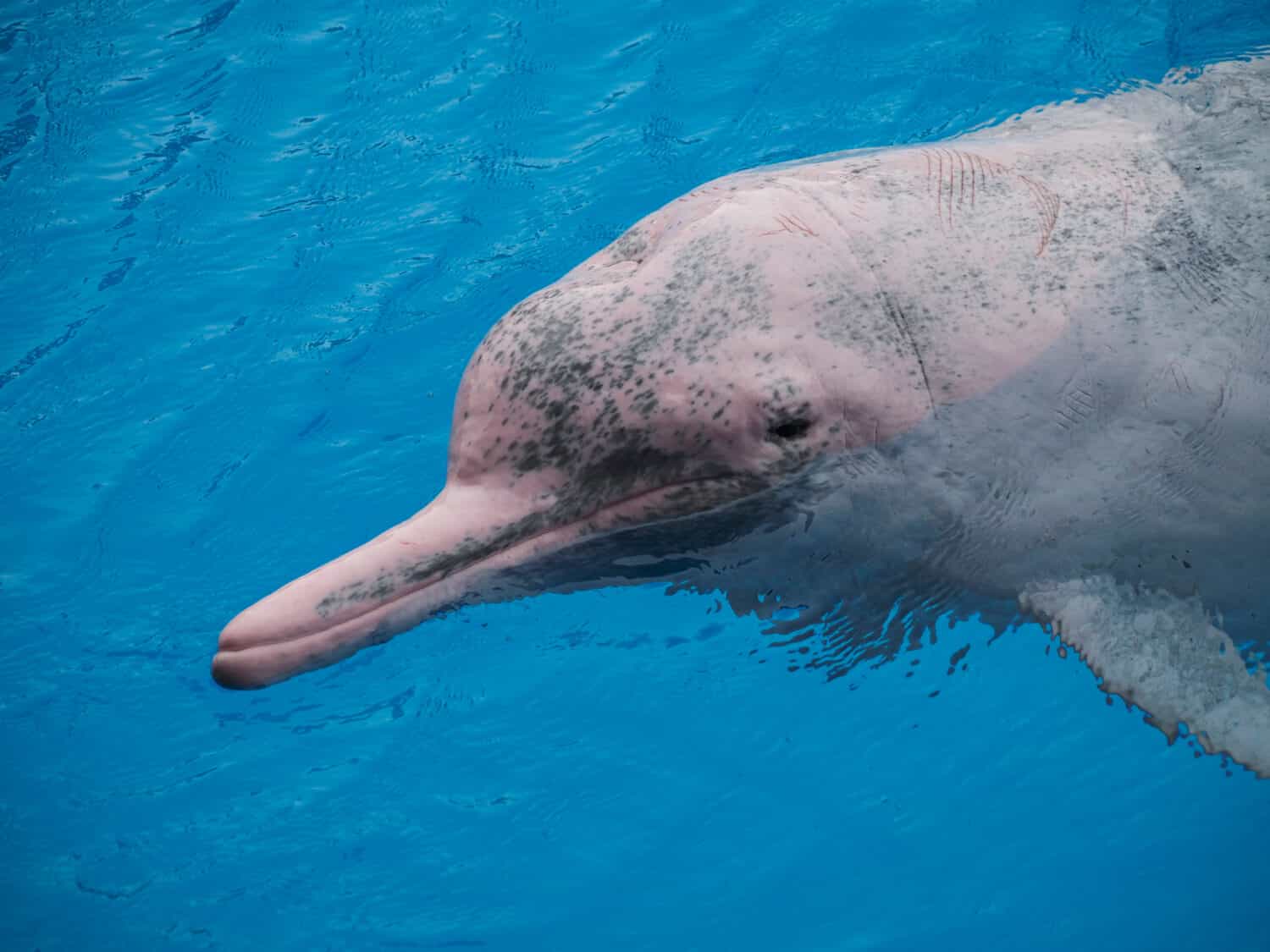 chinese white dolphin in exhibit, China , pink dolphin 