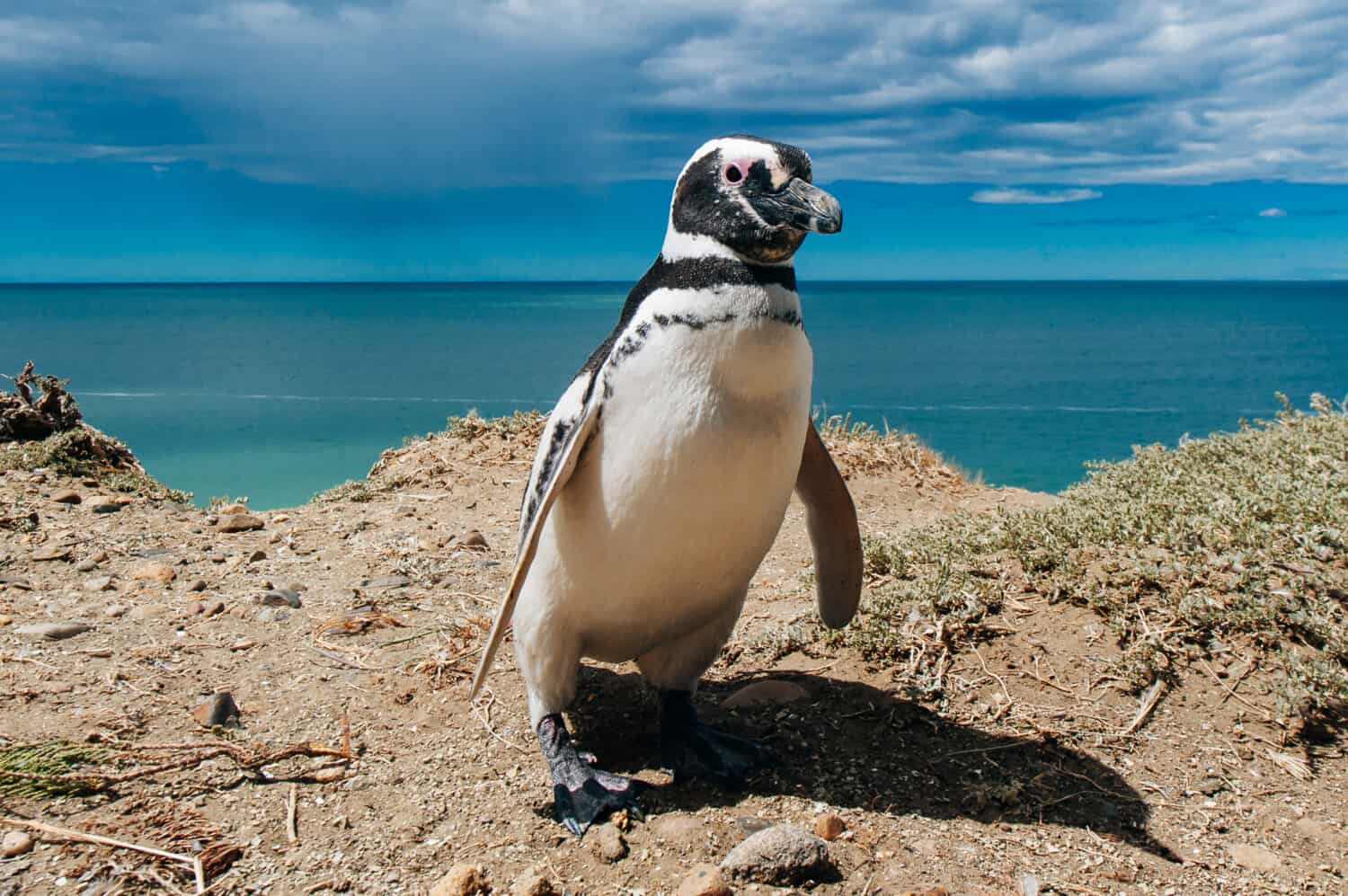 Magellanic Penguins dwelling by their nest at the rocks above the beach at Valdes Peninsula, Patagonia, Argentina