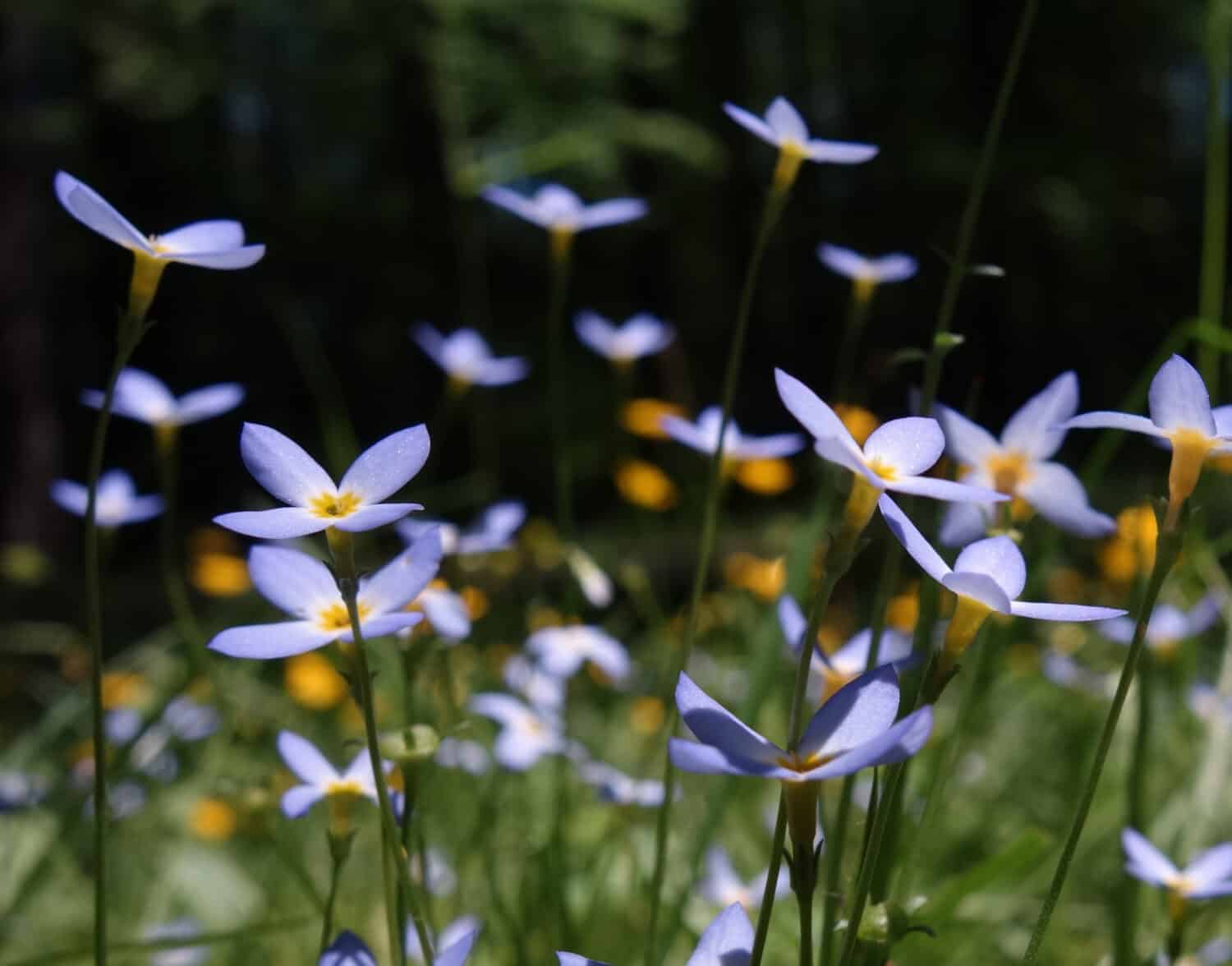 Houstonia caerulea (Quaker ladies, Azure bluet) Wildflowers
