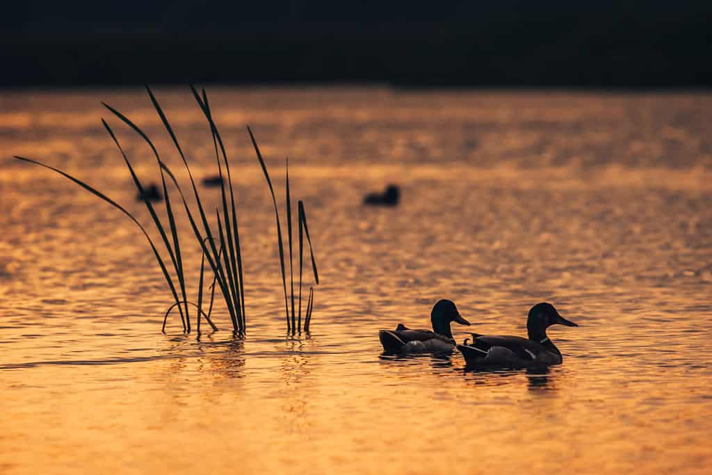 Silhouette look on the ducks in the lake water during the sunrise.