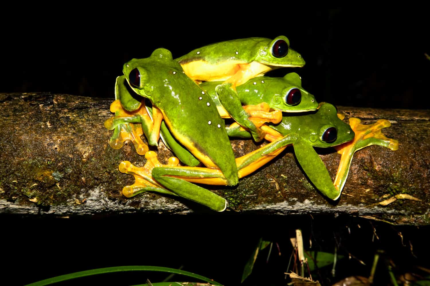 gliding tree frogs (Agalychnis spurrelli) or gliding leaf frog or spurrell's leaf frog. Four male frogs fighting on a branch. Photo taken at Corcovado national park, Osa Peninsula, Costa Rica.