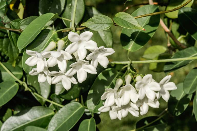 Madagascar Jasmine (Stephanotis floribunda) in greenhouse, Moscow region, Russia