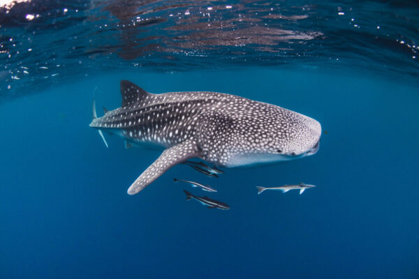 Discover the Largest Saltwater Fish in the World - A-Z Animals
