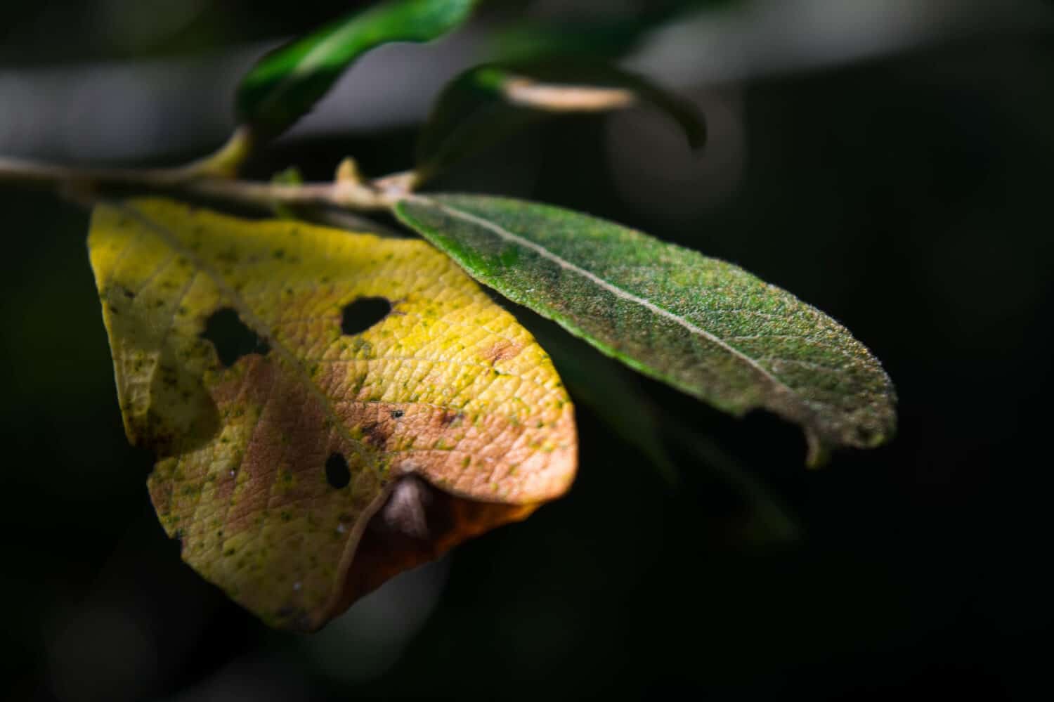 Scouler Willow Leaf Tree Close Up