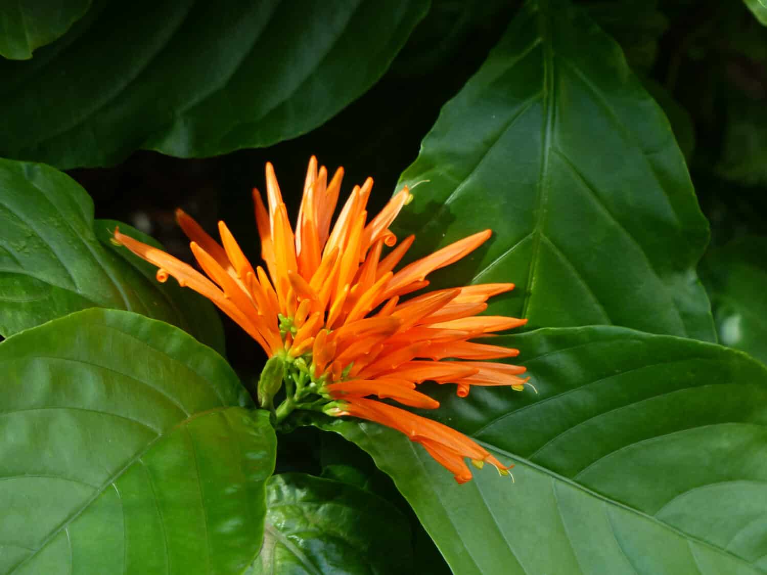 Justicia spicigera, Mexican honeysuckle. Acanthaceae family.