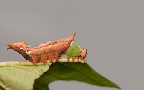 Unicorn Caterpillar moth feeding on a cherry tree leaf