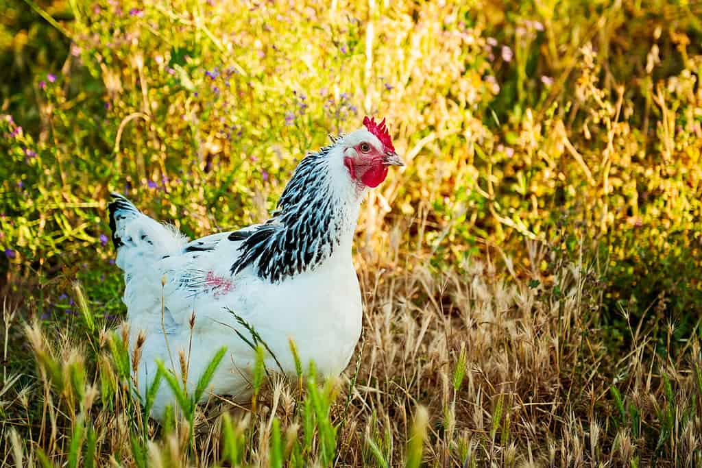 Free Range Delaware Hen out in Field