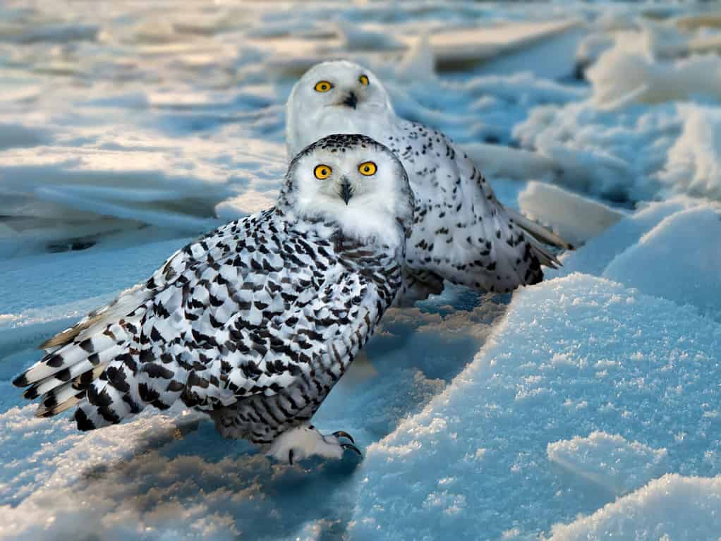 Snowy Owl (Bubo scandiacus) at ice area