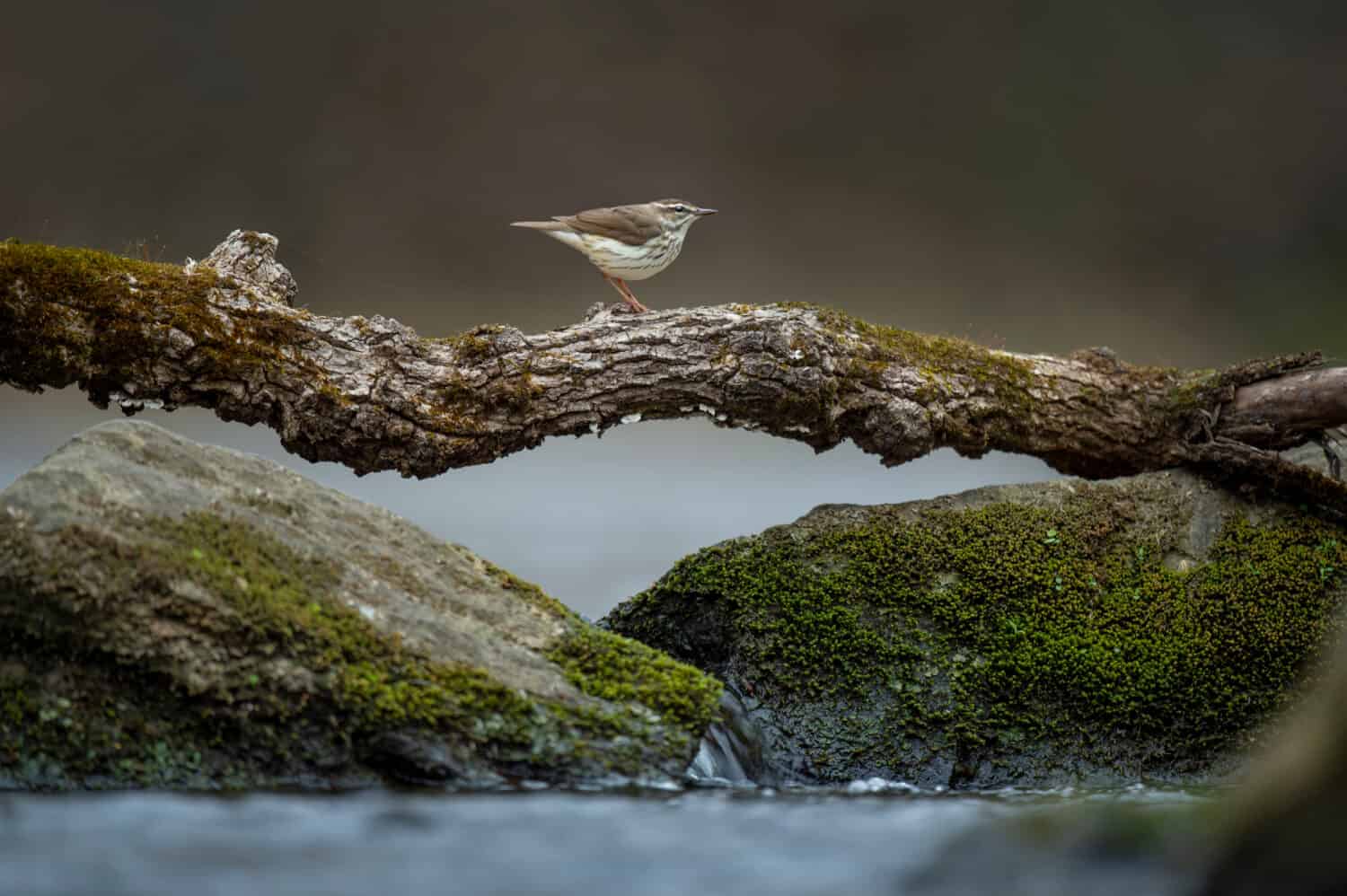 A Louisiana Waterthrush walks across natural bridge that is a branch over two boulders with flowing water underneath.