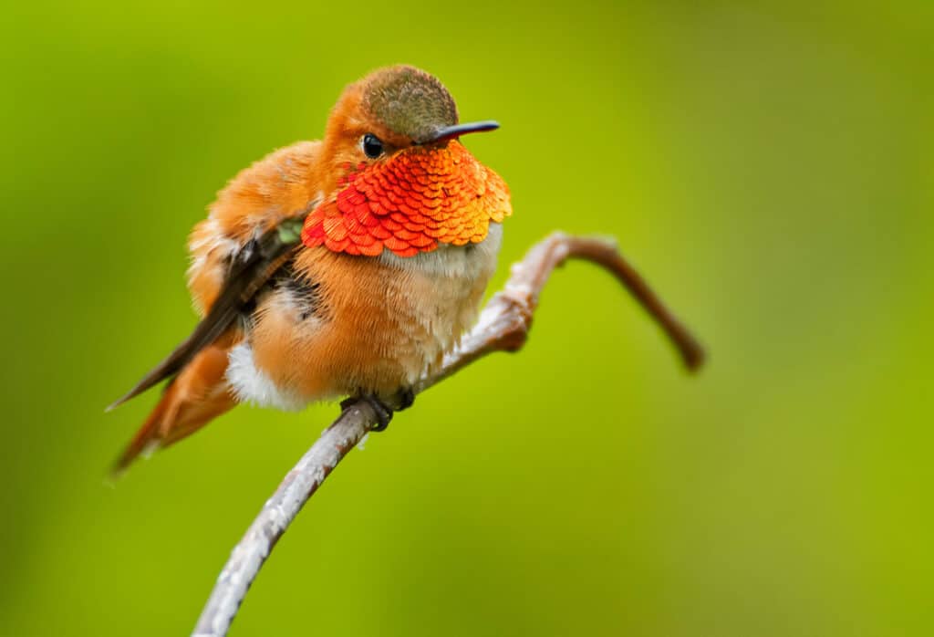 Rufous Hummingbird flaring it's gorget