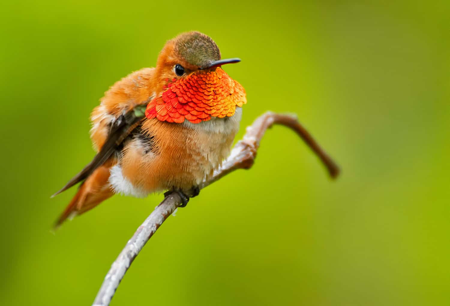 Rufous Hummingbird flaring it's gorget