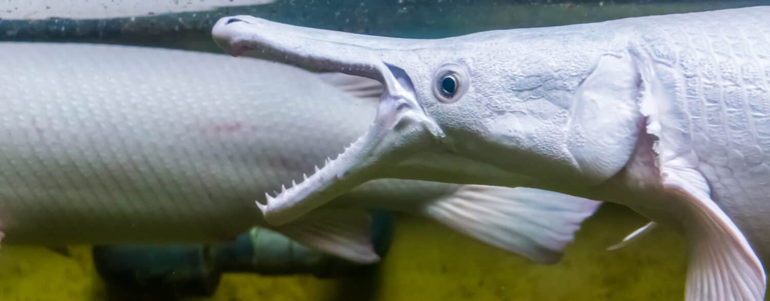 closeup of the face of a alligator gar opening its mouth, The denture of a alligator gar, fish showing its sharp teeth, tropical fish specie from America