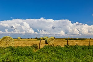 5 Types of Hay and How To Identify Each  photo