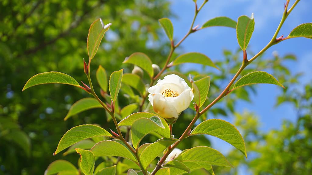 Japanese stewartia deciduous tree with beautiful white flower and green leaves on branches close up. Also known as Stewartia pseudocamellia, Korean stewartia, Deciduous camellia.