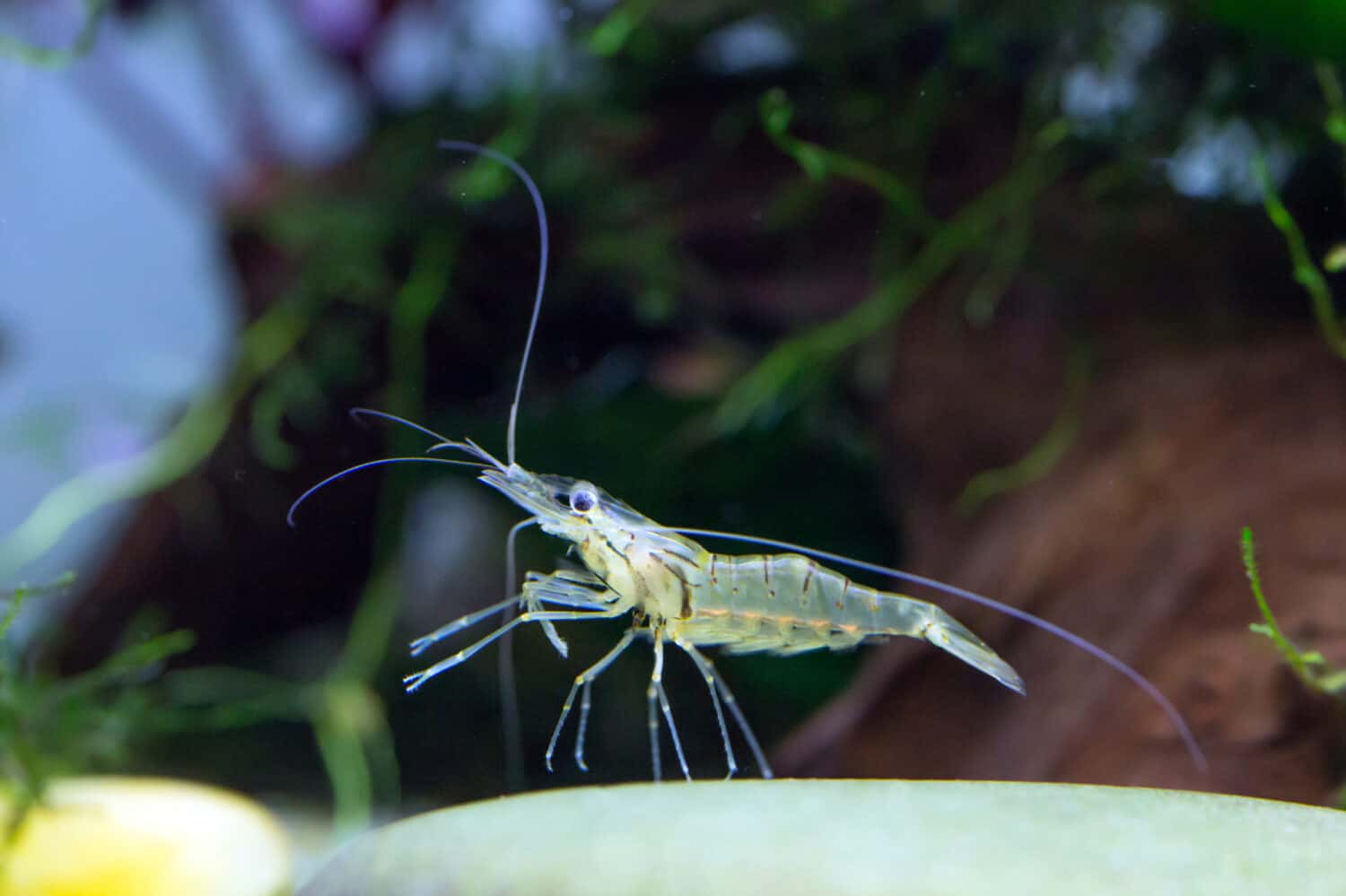 Ghost Shrimp - Palaemonetes sp