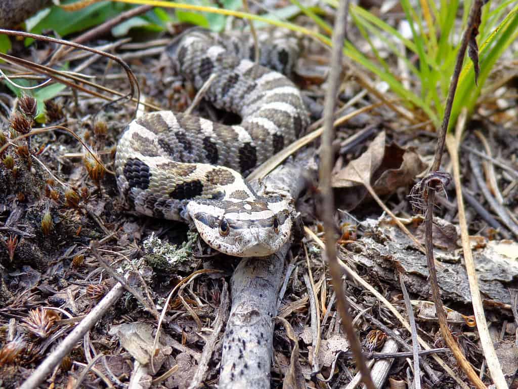 Eastern hog-nosed snake Ontario Canada