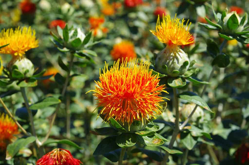 Blooming of the beautiful safflower