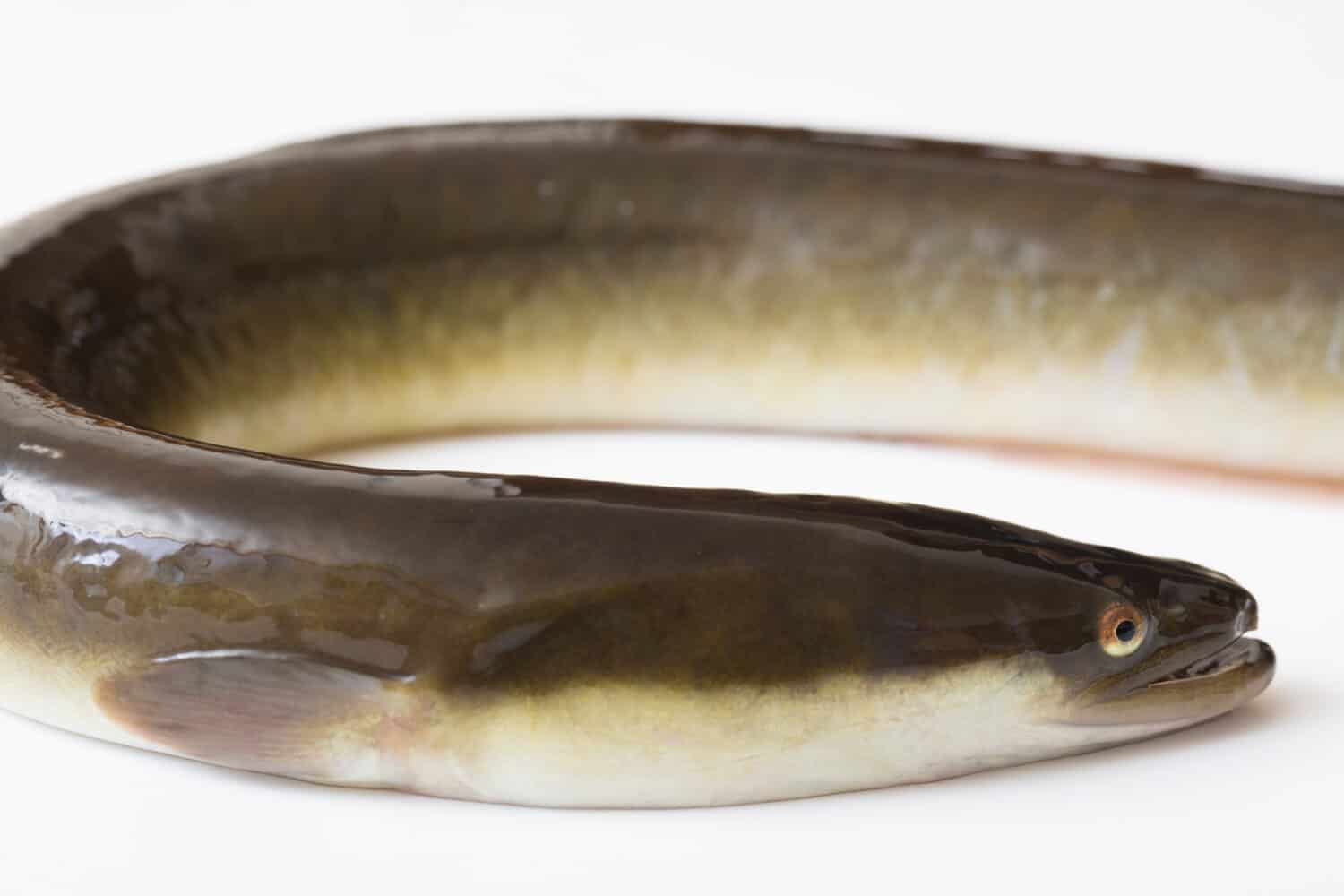 Fresh fish of Japanese eel