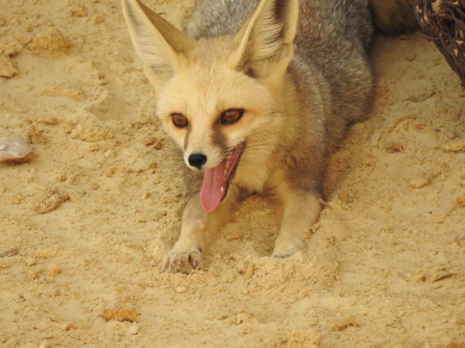Ruppell's fox, Wadi Al Hitan (Whale Valley), Egypt