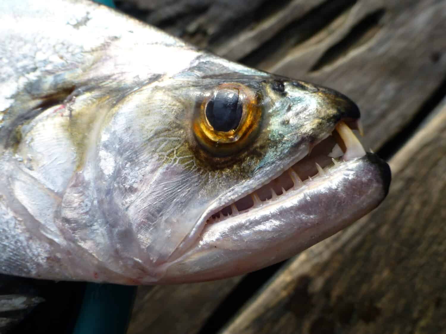  Payara, Vampire Fish, scientifically known as Hydrolycus scomberoides, is a type of game fish. It is found abundantly in Venezuela and in the Amazon basin. 