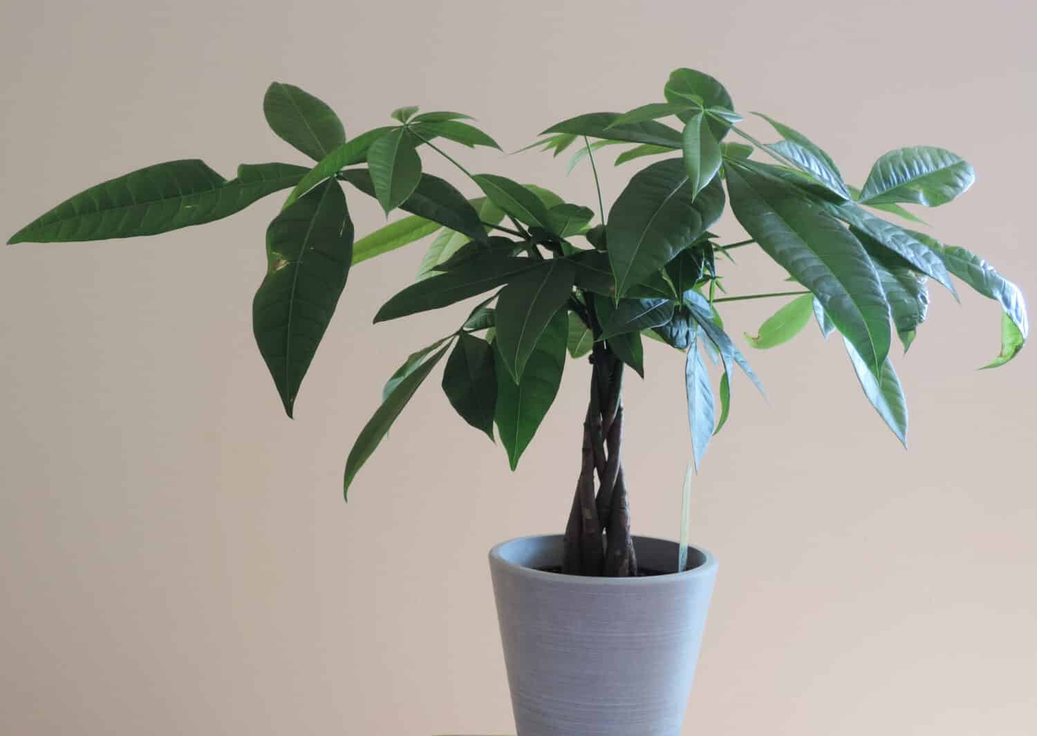 A Money Tree Plant with Ornate Braided Trunk in a white pot on a white background