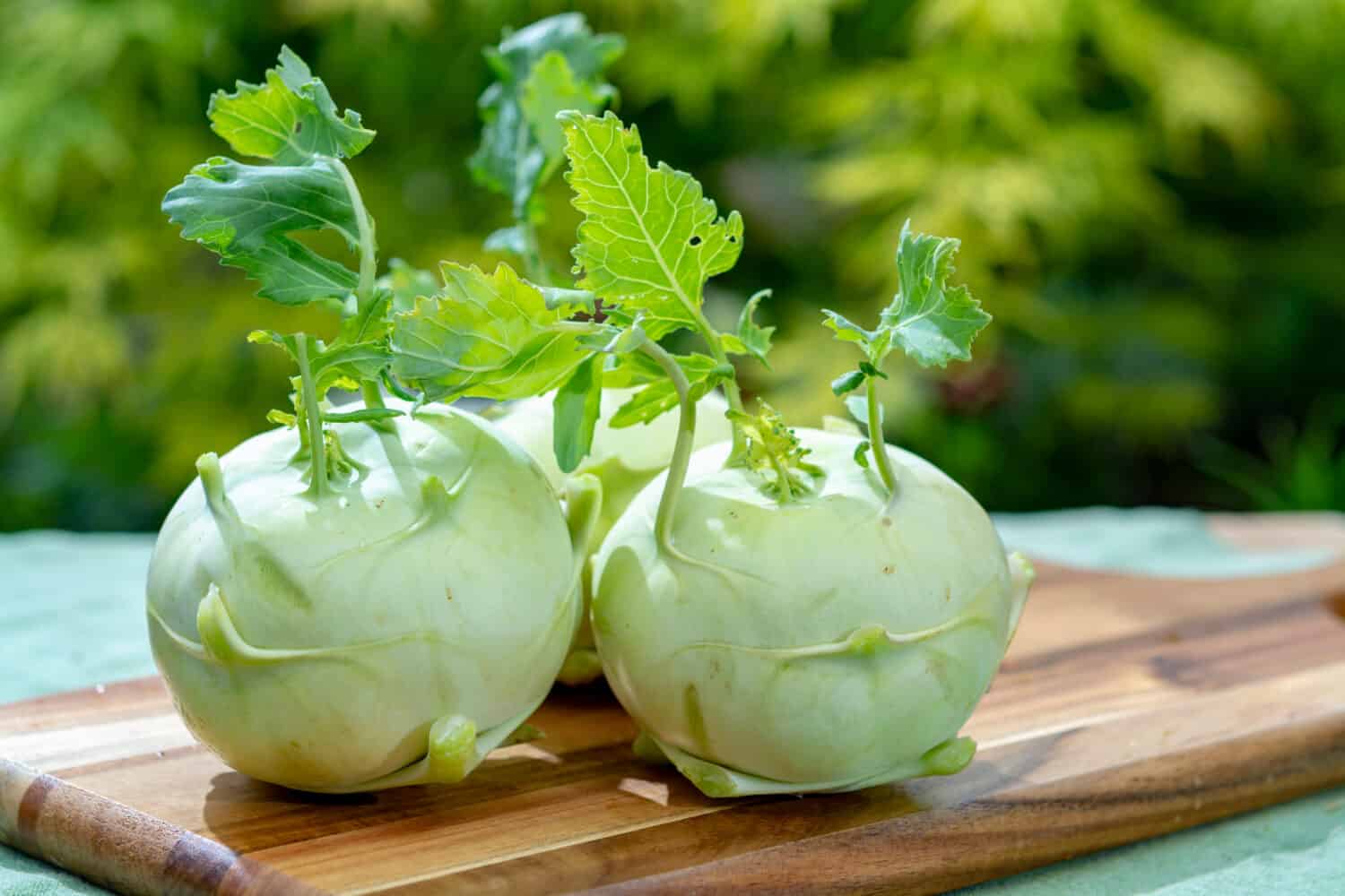 Heads of fresh ripe bio white cabbage kohlrabi from organic farm, close up