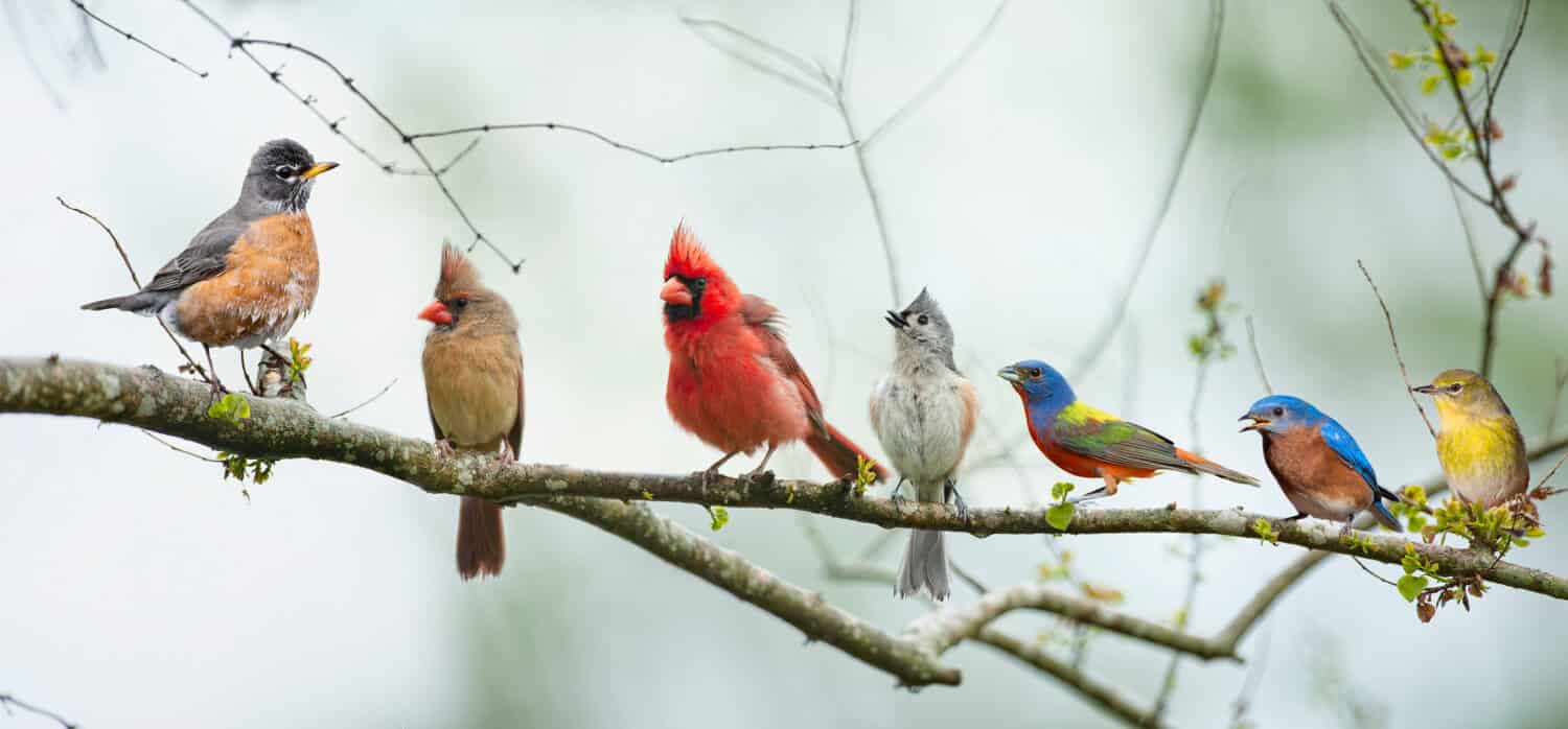 Birds blue jays sing on the branches Melody of joy The world is