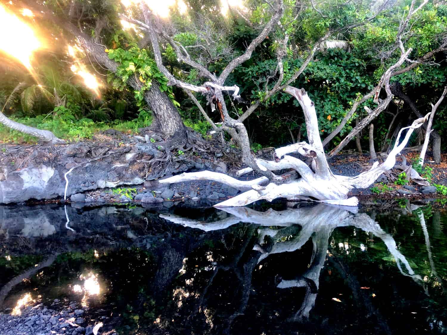 Warm pond at Pohoiki with fallen tree in Hawaii