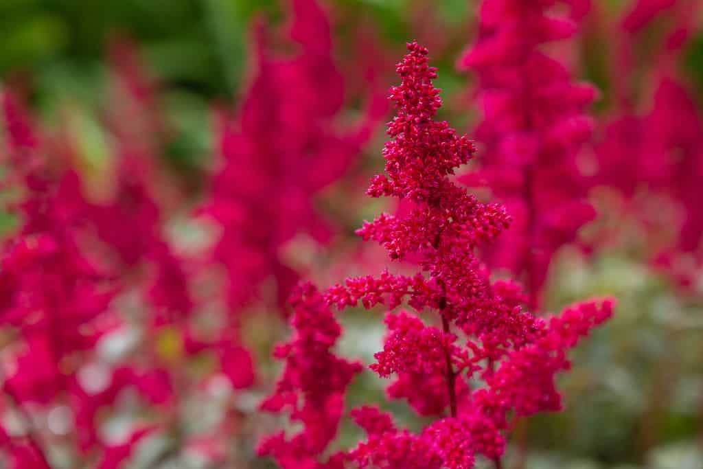 Astilbe japonica red sentinel in garden. Red flowers of Astilbe japonica.