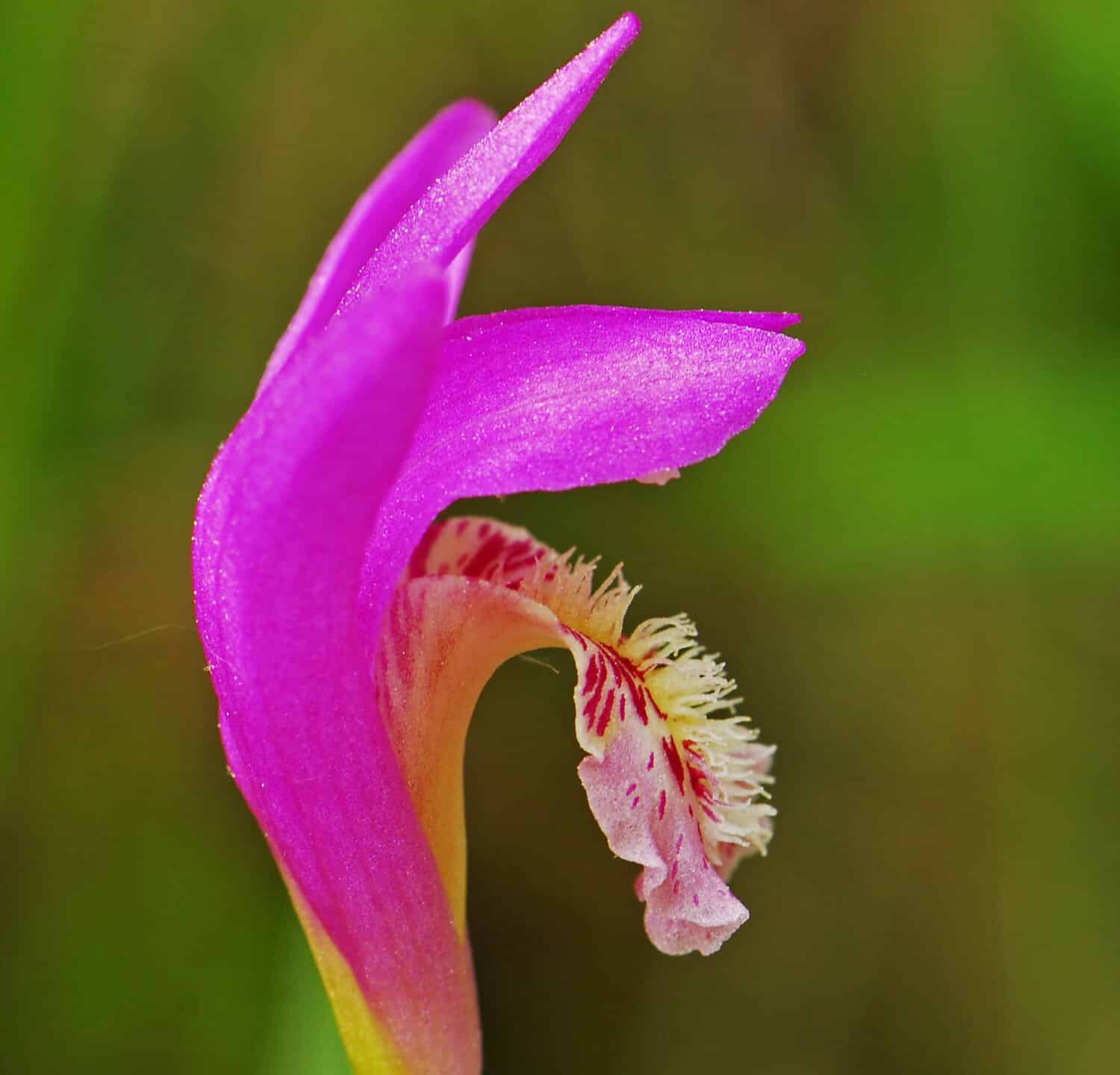 The very rare Dragon's Mouth Orchid, Arethura bulbosa, a wild flower that grows in bogs
