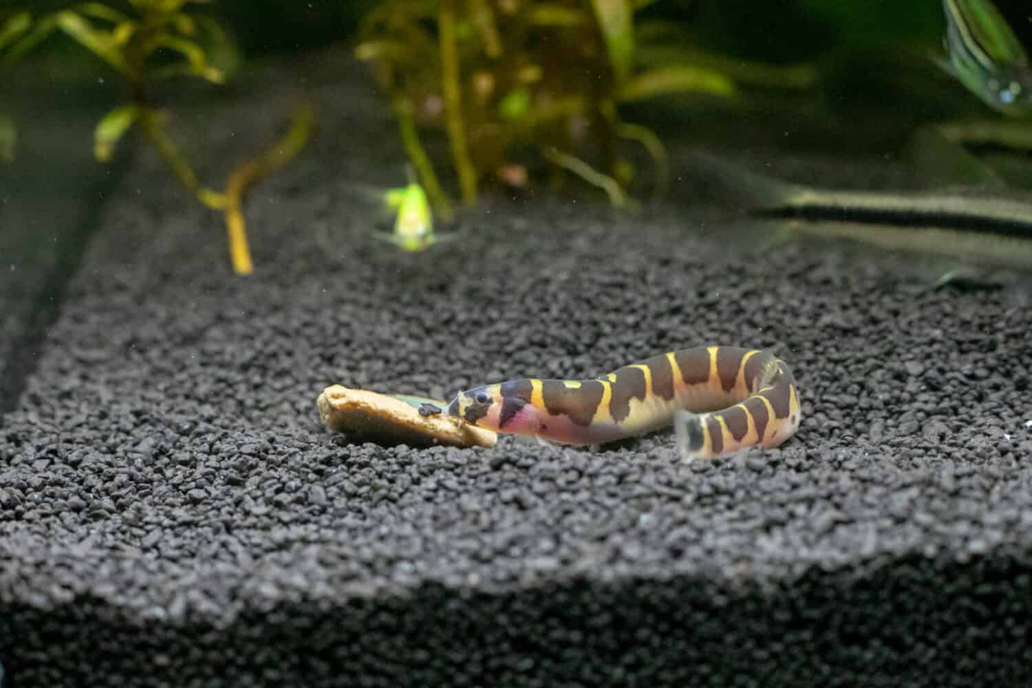 Kuhli loach is eating algae a wafer