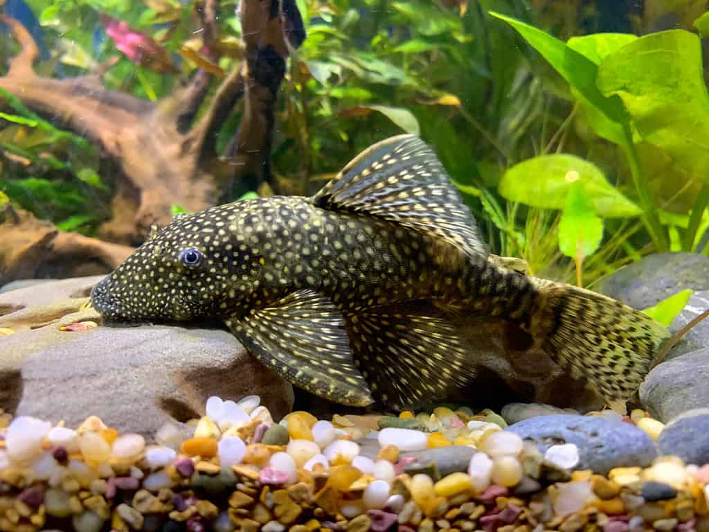 Bristlenose Plecos, freshwater algae eater fish.