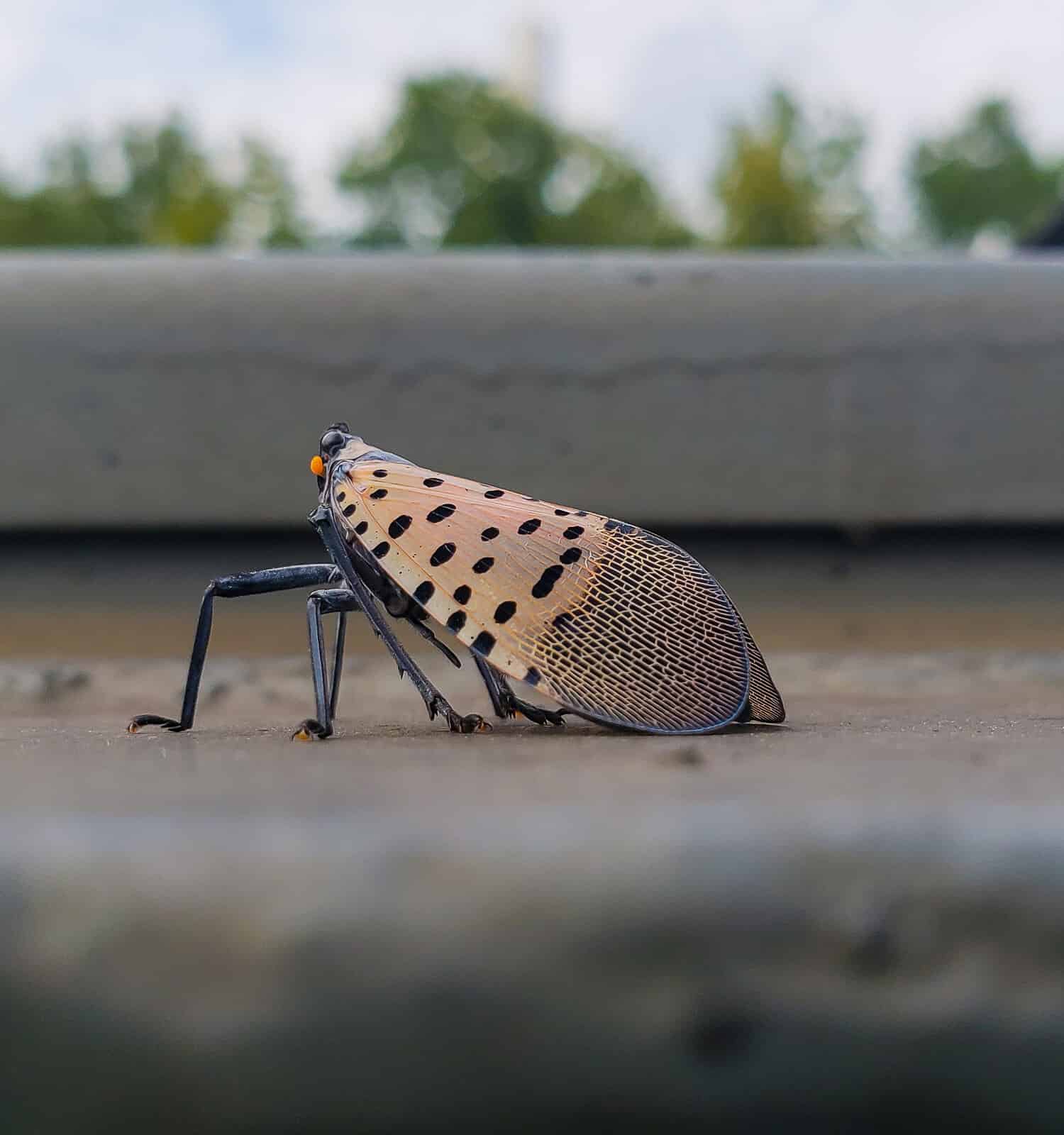Adult Spotted Laternfly photographed in Pennsylvania.  This insect is from Asia and is considered invasive and highly damaging to agriculture in the United States.