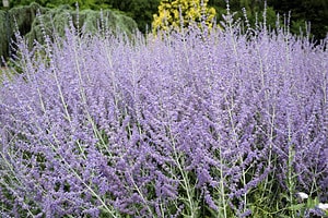 The 10 Best Perennial Flowers to Plant in Wyoming Picture