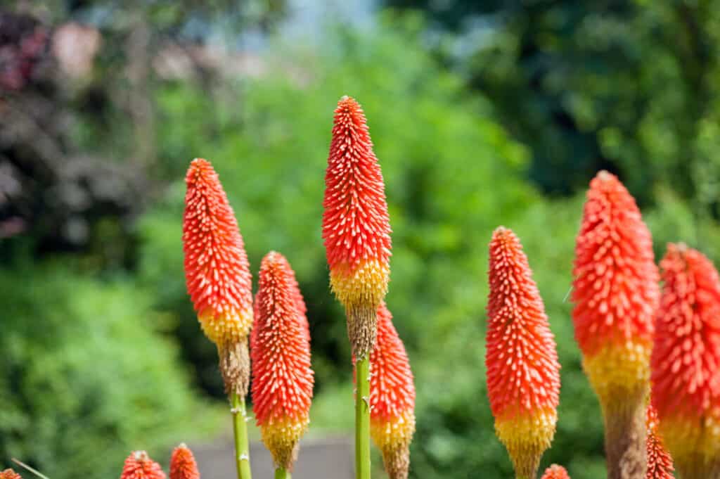 Kniphofia uvaria or Red Hot Poker. Kniphofia uvaria is also known as Tritoma, Torch Lily, or Red Hot Poker. The leaves are reminiscent of a lily, and the flower