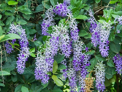 A Discover 20 Vines That Produce Beautiful Purple Flowers