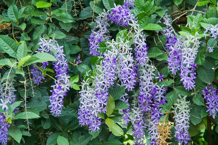 Purple Wreath, Sandpaper Vine , Queen’s Wreath , Petrea volubilis L on tree.