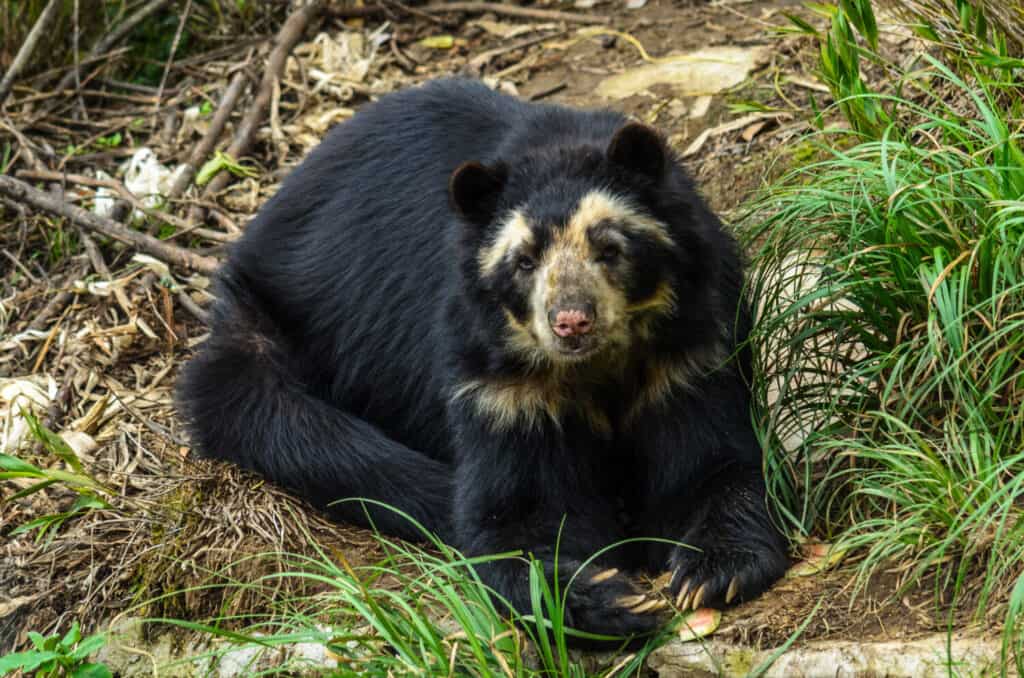 Spectacled bear (Tremarctos ornatus), also known as the Andean bear, Andean short-faced bear, or mountain bear
