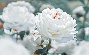 Peony Flowers: Meaning, Symbolism, and Proper Occasions Picture