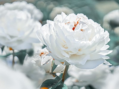 A Peony Flowers: Meaning, Symbolism, and Proper Occasions