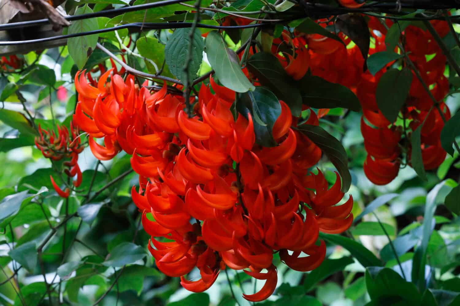 Mucuna bennettii, Neu-Guinea Creeper, Scarlet Jade Vine, plant with red flowers